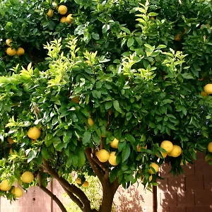 Lemon Tree 3*, Trogir Croatie